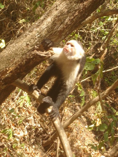 Costa Rican Spider Monkey