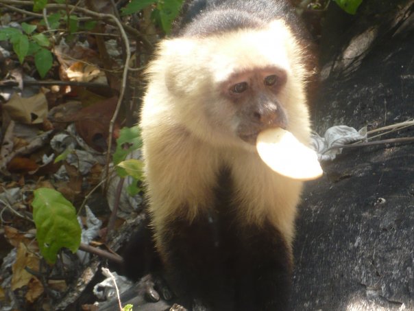 Costa Rican spider monkey